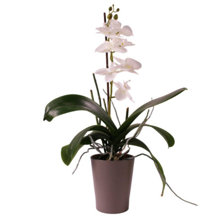 Cache-pot phalaéno D. 13 x H.16cm plusieurs couleurs - Beauty - Contenants - Grossiste
