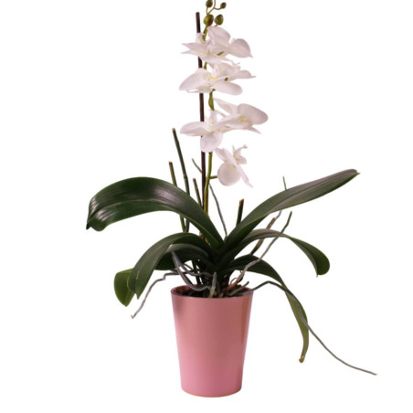 Cache-pot phalaéno D. 13 x H.16cm plusieurs couleurs - Beauty - Contenants - Grossiste