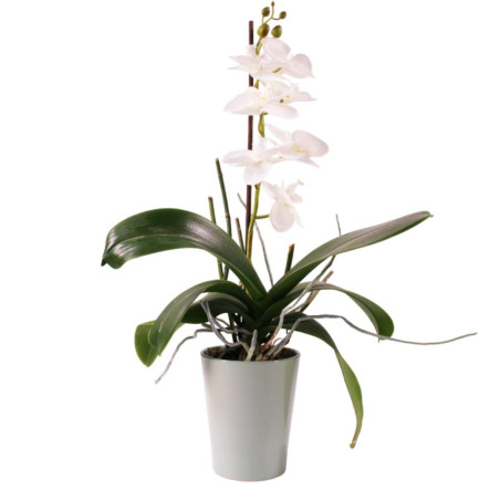 Cache-pot phalaéno D. 13 x H.16cm plusieurs couleurs - Beauty - Contenants - Grossiste