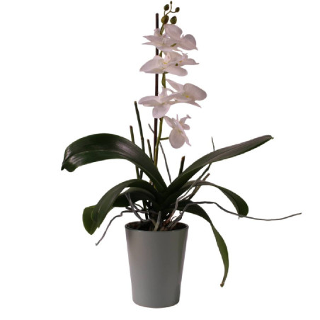 Cache-pot phalaéno D. 13 x H.16cm plusieurs couleurs - Beauty - Contenants - Grossiste