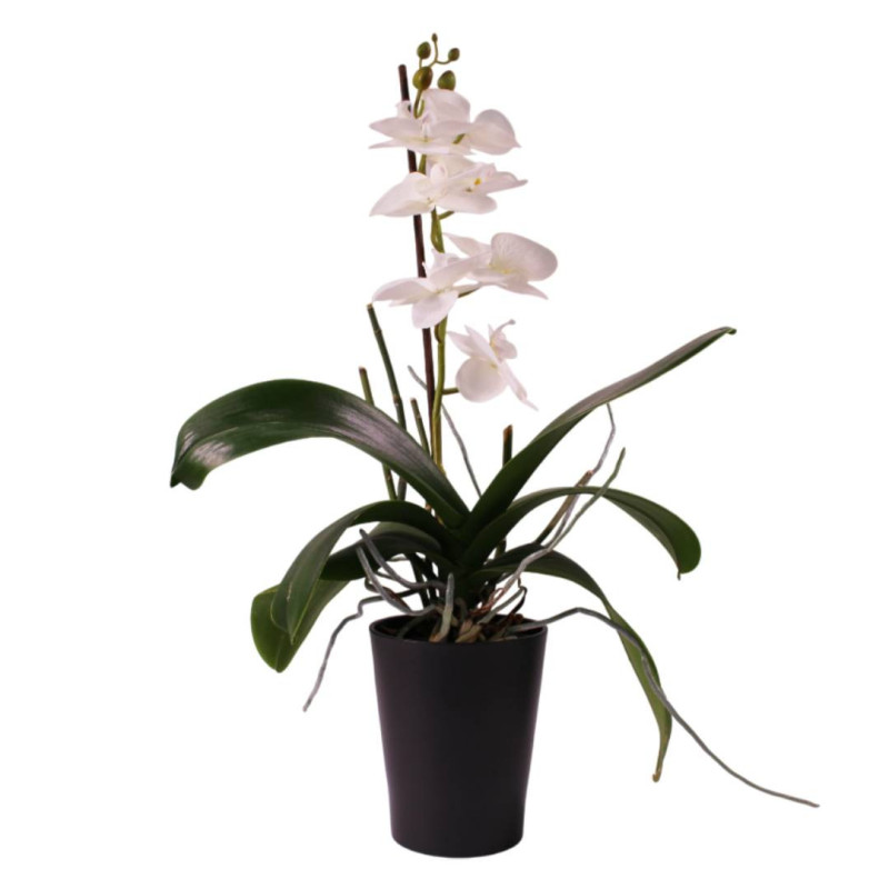 Cache-pot phalaéno D. 13 x H.16cm plusieurs couleurs - Beauty - Contenants - Grossiste
