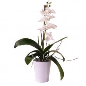 Cache-pot phalaéno D. 13 x H.16cm plusieurs couleurs - Beauty - Contenants - Grossiste