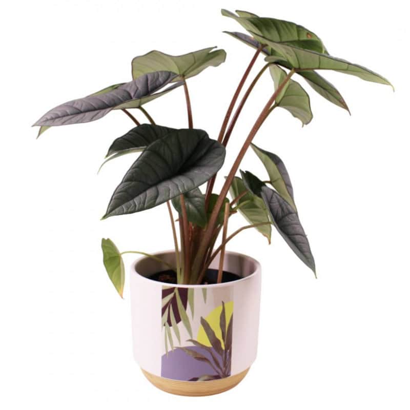 pot en céramique fournisseur pour fleuristes pot en céramique fournisseur pour fleuristes
