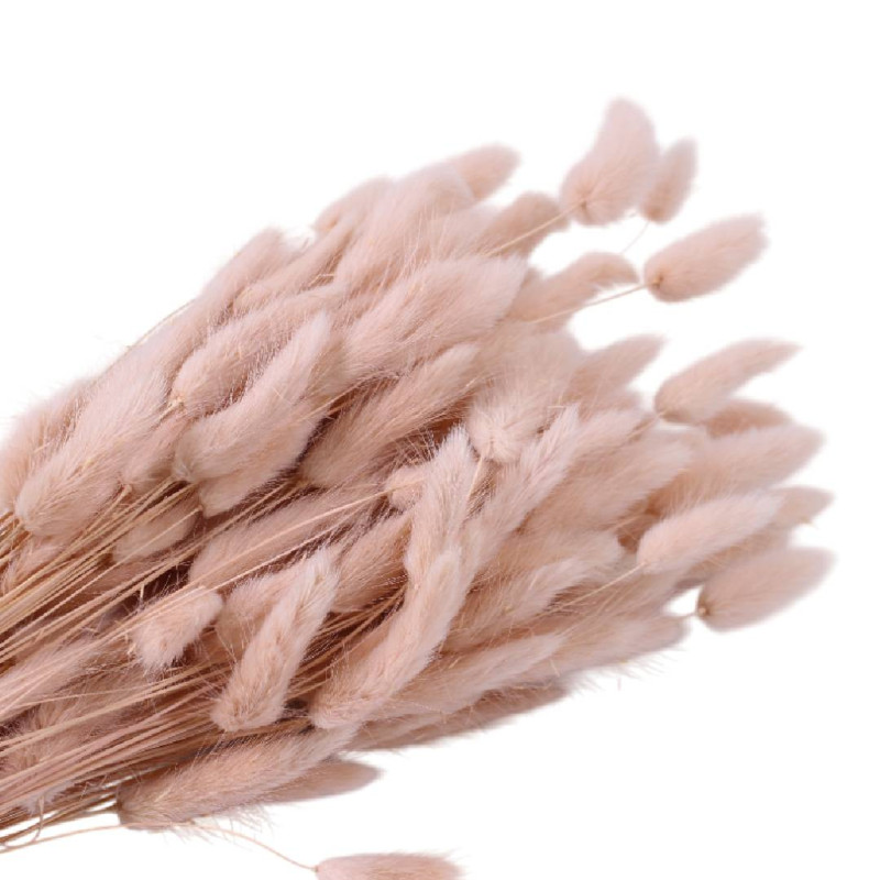 Bouquet de Lagurus 100gr plusieurs couleurs - Minet - Fleurs séchées - Grossiste