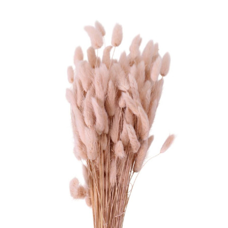 Bouquet de Lagurus 100gr plusieurs couleurs - Minet - Fleurs séchées - Grossiste