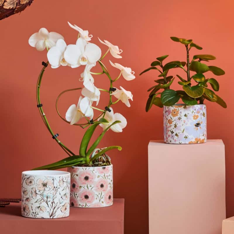 Cache-pot motif floral (assortiment 3 motifs) - Kevad - Contenants - Grossiste Cache-pot motif floral (assortiment 3 motifs) - Kevad - Contenants - Grossiste