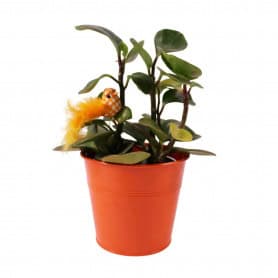 Boite de 24 pics oiseaux 7.5cm (assortiment de couleurs) - Vichy - Grossiste accessoire de composition