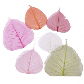 Feuilles skeleton