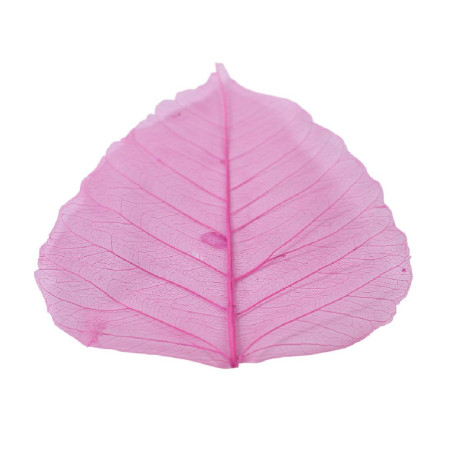 Feuilles skeleton