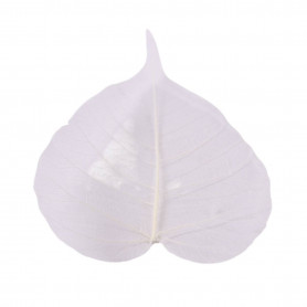 Feuilles skeleton