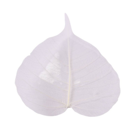 Feuilles skeleton