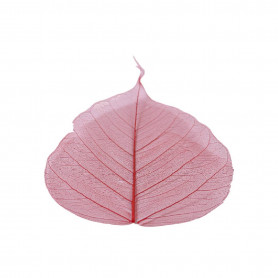 Feuilles skeleton
