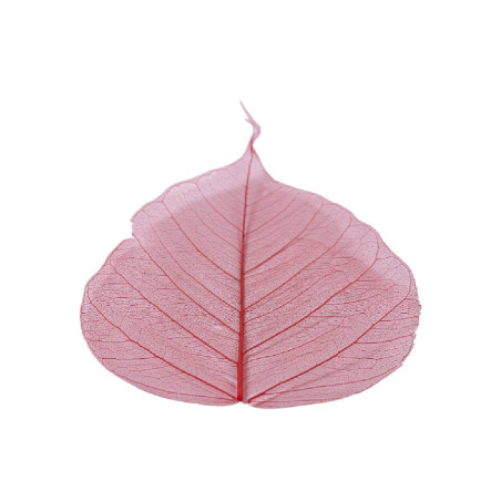 Feuilles skeleton
