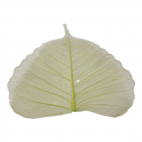 Feuilles skeleton