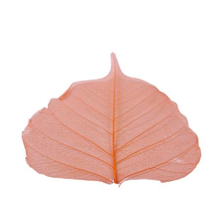 Feuilles skeleton