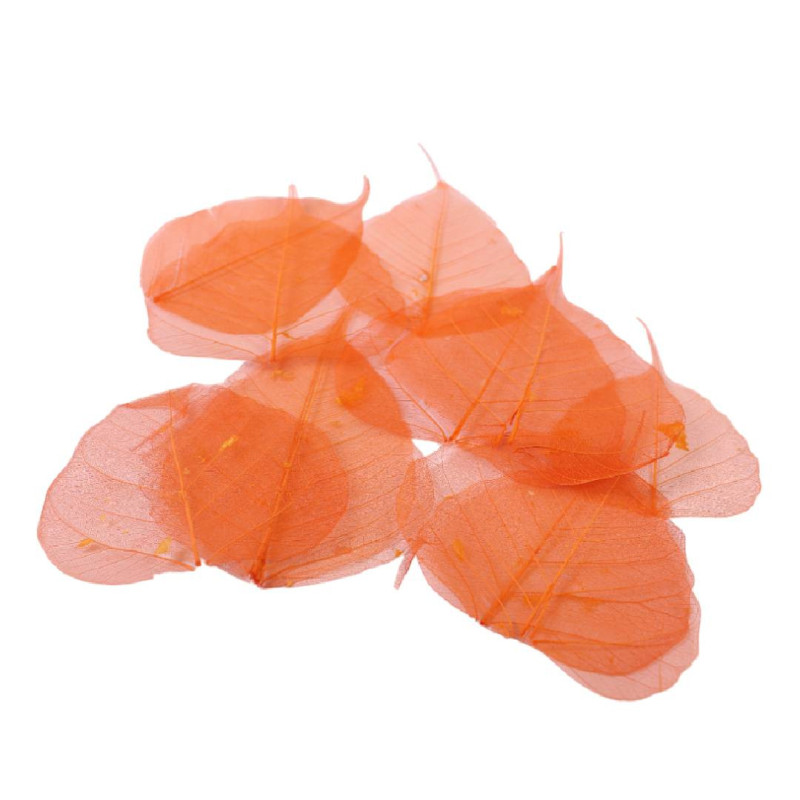 Feuilles skeleton
