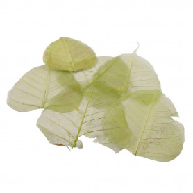 Feuilles skeleton