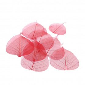Feuilles skeleton