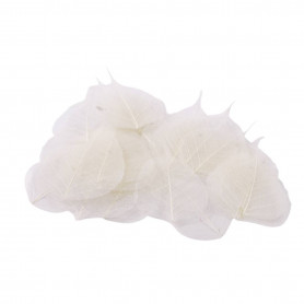 Feuilles skeleton