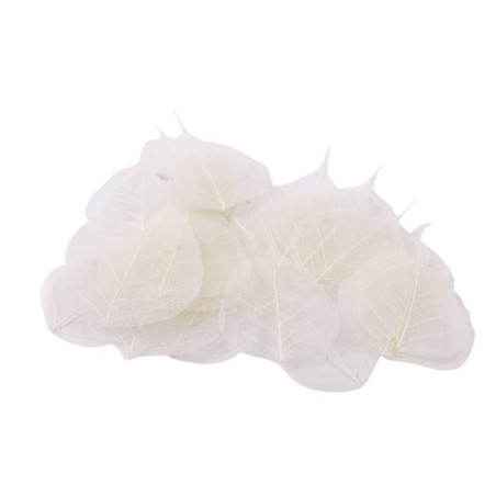 Feuilles skeleton