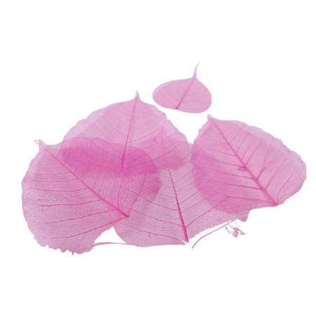 Feuilles skeleton