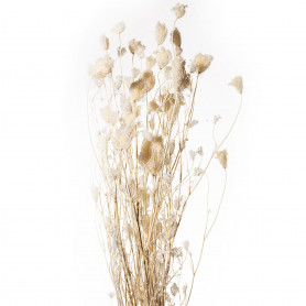 Bouquet de finocchio sauvage blanc - Barki - Grossiste fleurs séchées