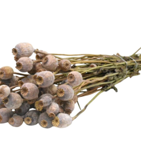 Bouquet de papavert plusieurs couleurs - Pavot