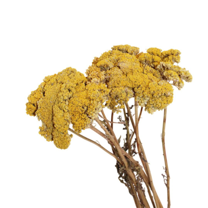 Botte d'Achillea Parker  - grossiste fleurs séchées