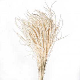 Bouquet de Phleum blanc 100gr - Fleuriste grossiste fleurs séchées