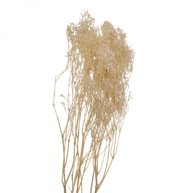 Bouquet de 5 branches de gypsophile 2 couleurs - Fleuriste grossiste fleurs séchées
