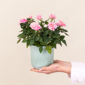 Cache-pot vert - Grossiste fleuriste - Fournisseur pot de fleur