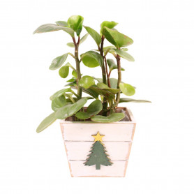 Cache-pot en bois 2 tailles - Sapin étoilé - Fournisseur contenants Noël