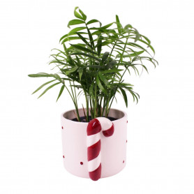 Cache-pot cylindre en céramique 2 tailles - Sucre d'orge - Fournisseur contenants Noël