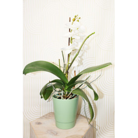 Pots phalaeno Alessos - grossiste fleuriste - Cache-pot orchidée