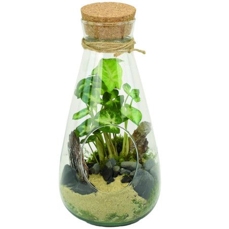 Bouteille déco en verre avec bouchon de liège - Lina - Fournisseur terrarium