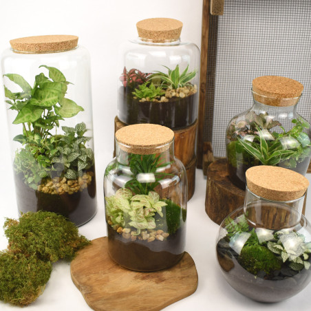 Vase en verre avec bouchon de liège 2 tailles - Mari - Grossiste terrarium