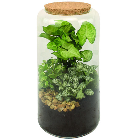 Vase en verre avec bouchon de liège 2 tailles - Mari - Grossiste terrarium