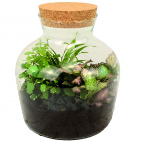 Bocal en verre avec bouchon liège - Arenas - Grossiste terrarium