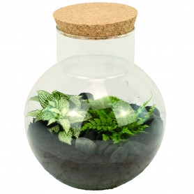 Bocal en verre avec bouchon de liège - Bogatell - Grossiste terrarium