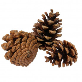 Pomme de pins - Grossiste décoration et accessoires de compo