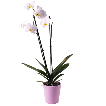 Cache-pot D. 13cm x H. 13cm 2 couleurs - Dallas - Contenants - Grossiste