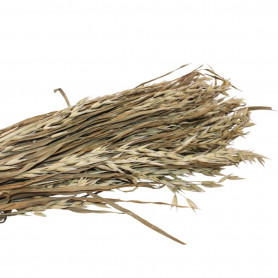 Haver naturel 60 70cm - Grossiste fleuriste
