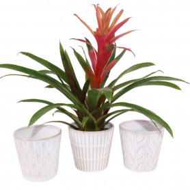 Cache-pot à motif en céramique - Grossiste fleuriste et jardinerie