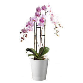 Cache-pot blanc pour orchidée - Grossiste fleuriste et jardinerie