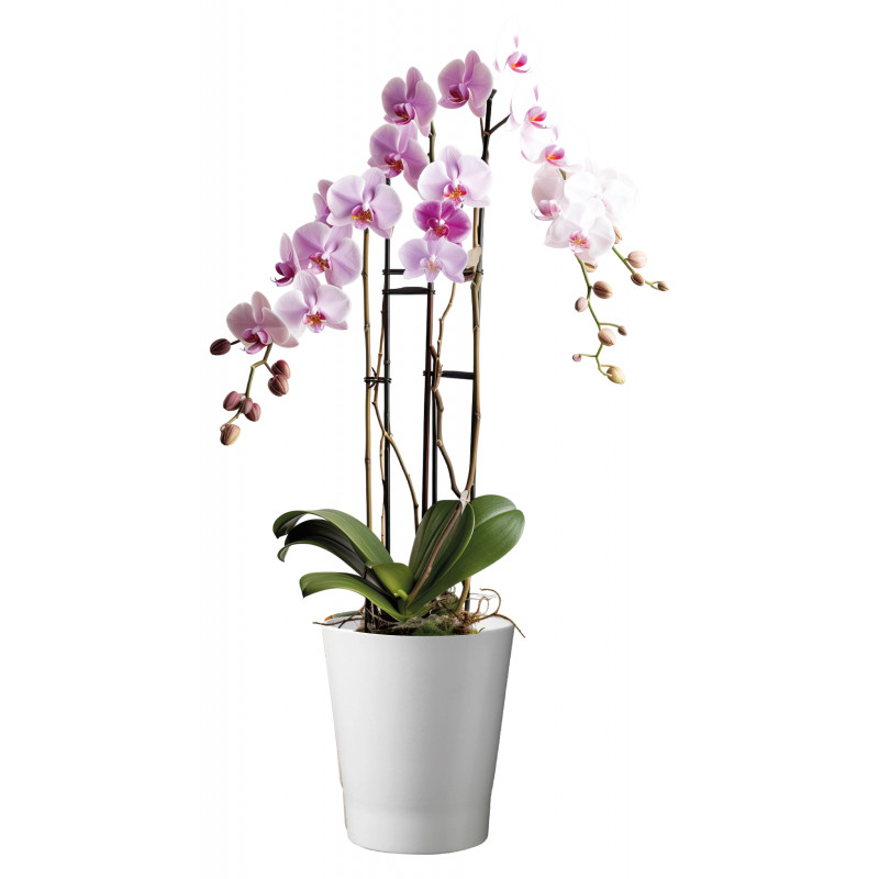 Cache-pot blanc pour orchidée - Grossiste fleuriste et jardinerie