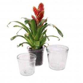 Pot de fleurs transparent - grossiste fleuristes et jardineries
