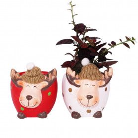 Cache-pot renne à bonnet - Grossiste jardinerie et fleuristes