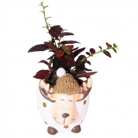 Cache-pot renne à bonnet - Grossiste jardinerie et fleuristes