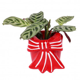 Cache-pot cadeaux - Grossiste jardinerie et fleuristes