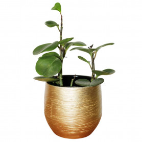 Cache-pot griffé or brillant - Grossiste fleuriste et jardinerie